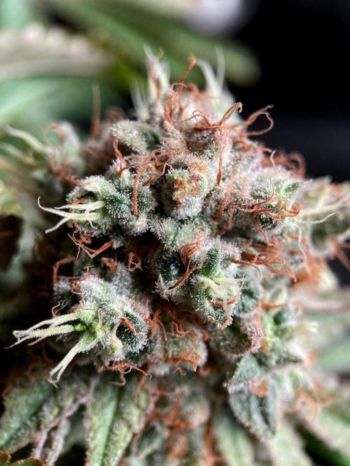 3M 🔺 Tutankhamon. Week 17