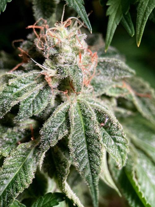 3M 🔺 Tutankhamon. Week 17