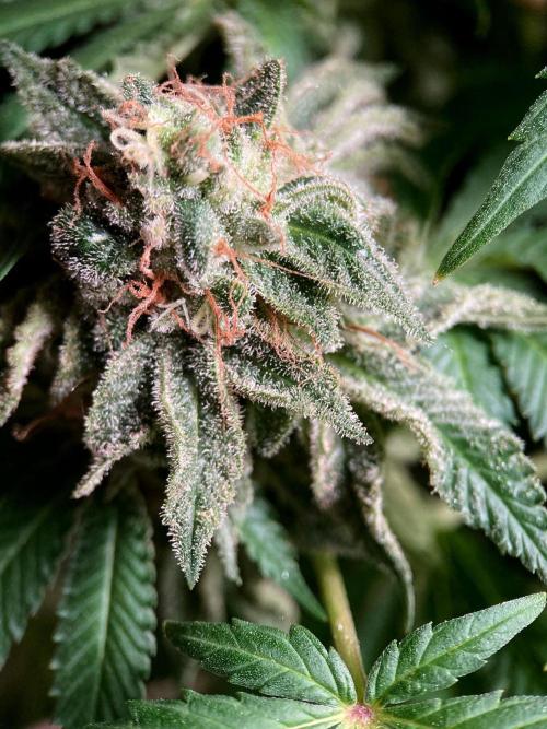 3M 🔺 Tutankhamon. Week 17