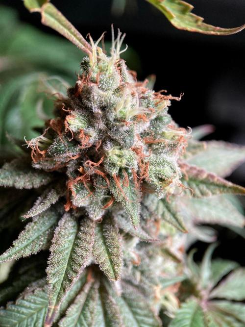 3M 🔺 Tutankhamon. Week 17