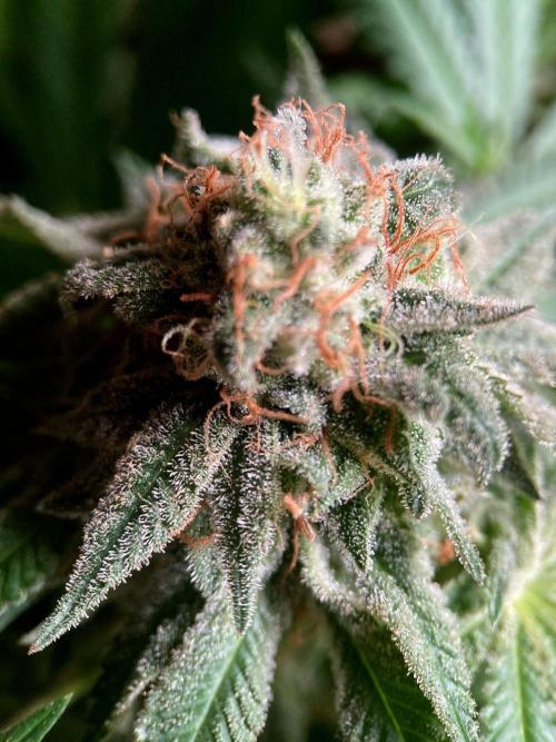 3M 🔺 Tutankhamon. Week 17