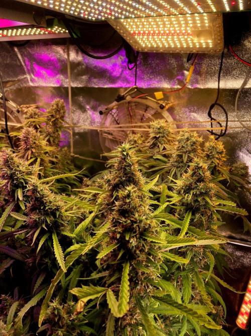 3M 🔺 Tutankhamon. Week 17