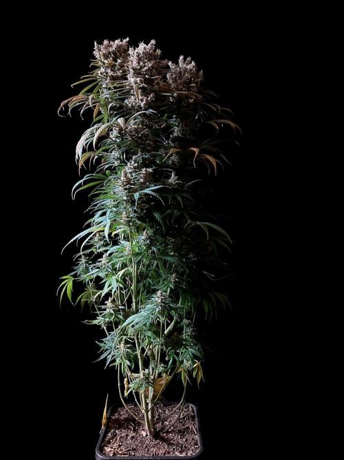 3M 🍁 NL x Thai. Week 16
