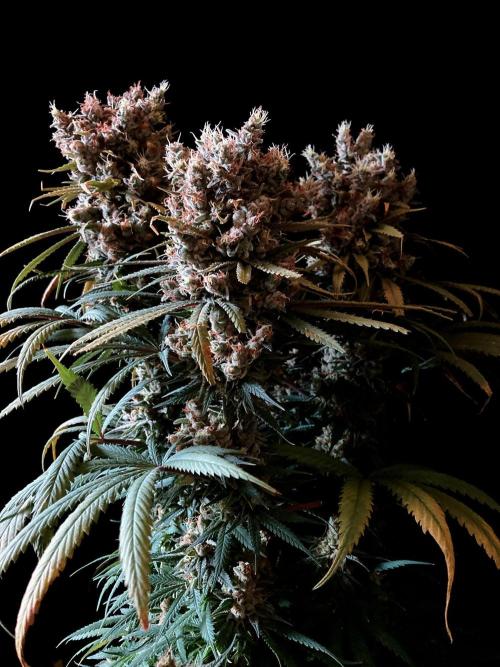 3M 🍁 NL x Thai. Week 16