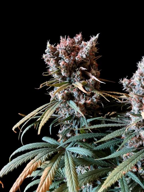 3M 🍁 NL x Thai. Week 16