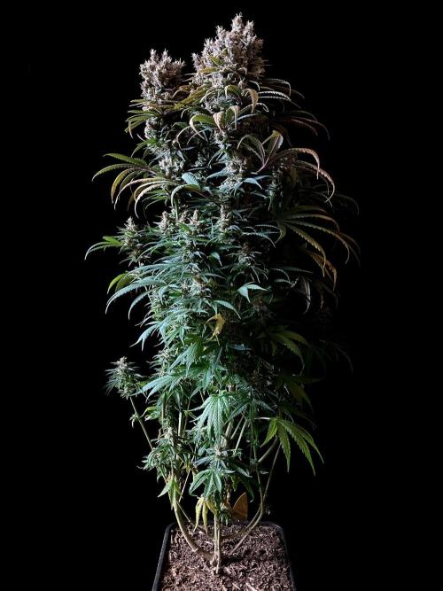 3M 🍁 NL x Thai. Week 16