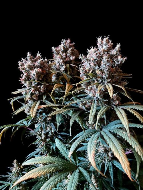 3M 🍁 NL x Thai. Week 16