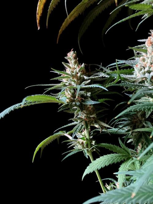 3M 🍁 NL x Thai. Week 16