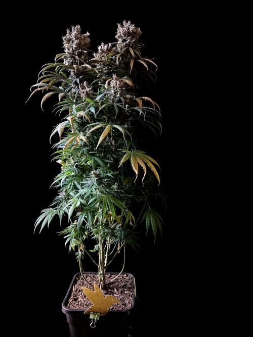 3M 🍁 NL x Thai. Week 16