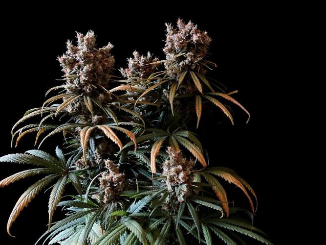 3M 🍁 NL x Thai. Week 16