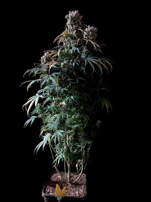 3M 🍁 NL x Thai. Week 16