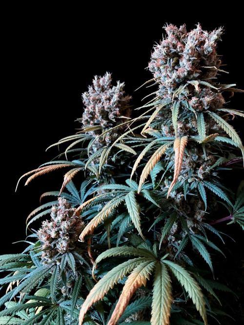 3M 🍁 NL x Thai. Week 16