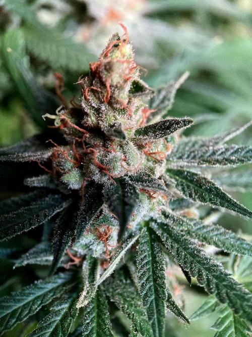 3M 🍁 NL x Thai. Week 16