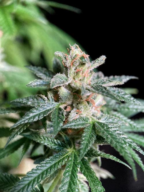 3M 🍁 NL x Thai. Week 16
