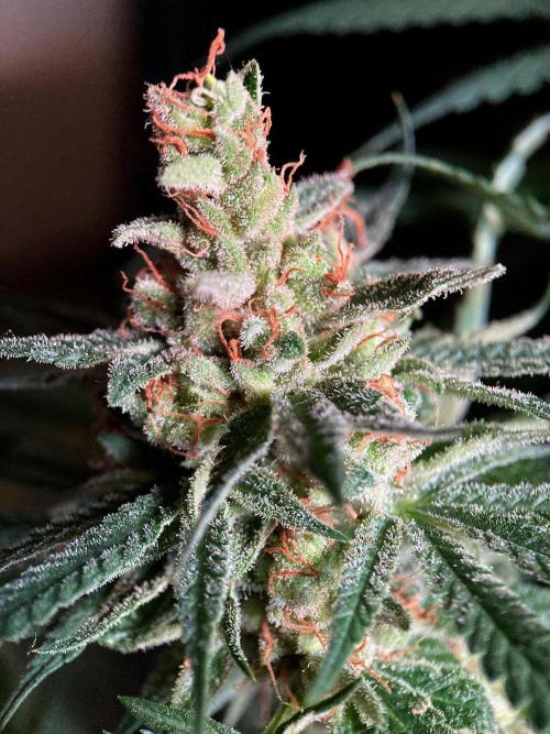 3M 🍁 NL x Thai. Week 16