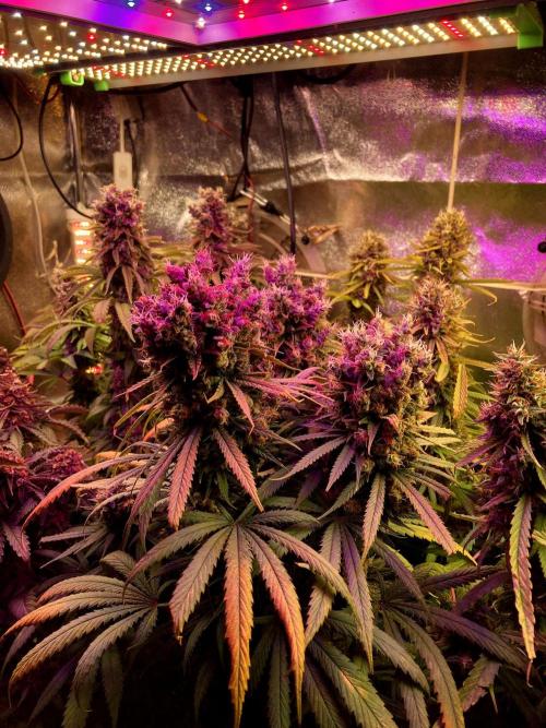 3M 🍁 NL x Thai. Week 16