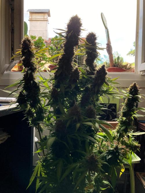 3M 👩 Runtz & Brazil. Week 19