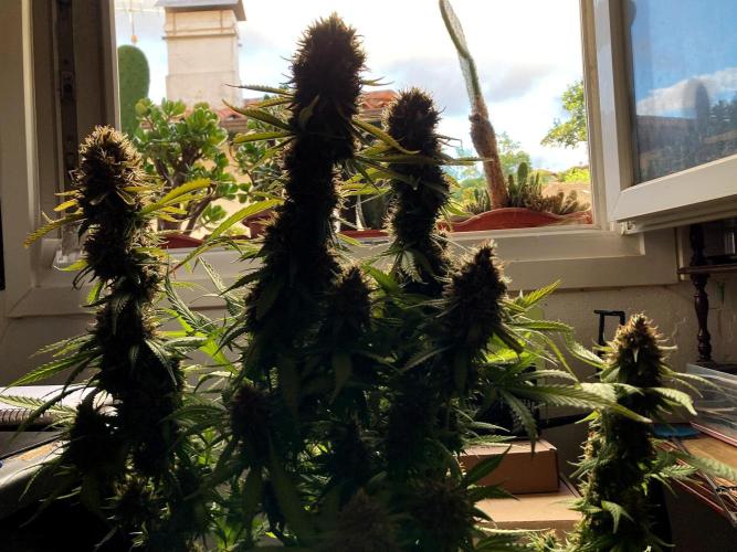 3M 👩 Runtz & Brazil. Week 19