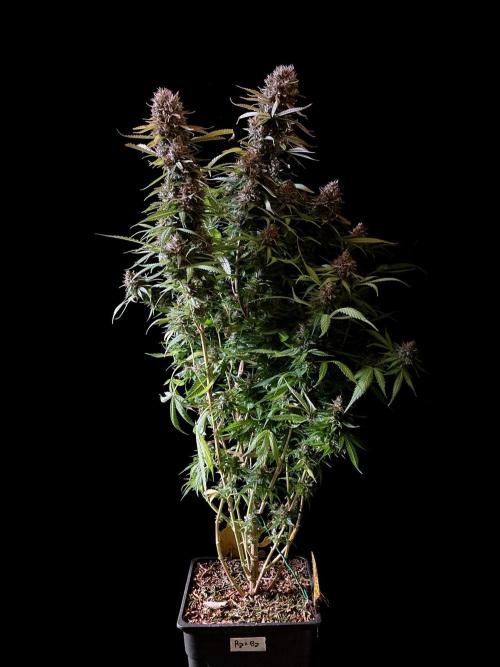 3M 👩 Runtz & Brazil. Week 19