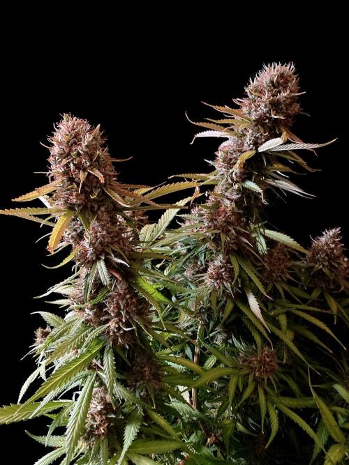3M 👩 Runtz & Brazil. Week 19