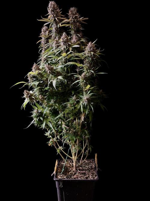 3M 👩 Runtz & Brazil. Week 19