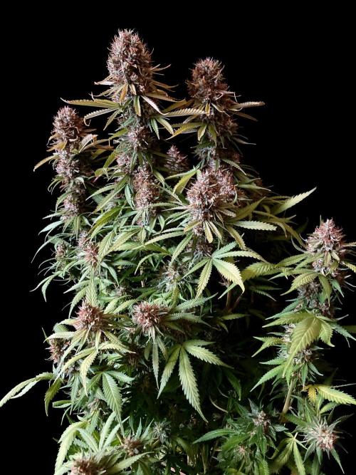 3M 👩 Runtz & Brazil. Week 19