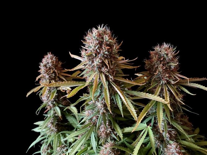 3M 👩 Runtz & Brazil. Week 19