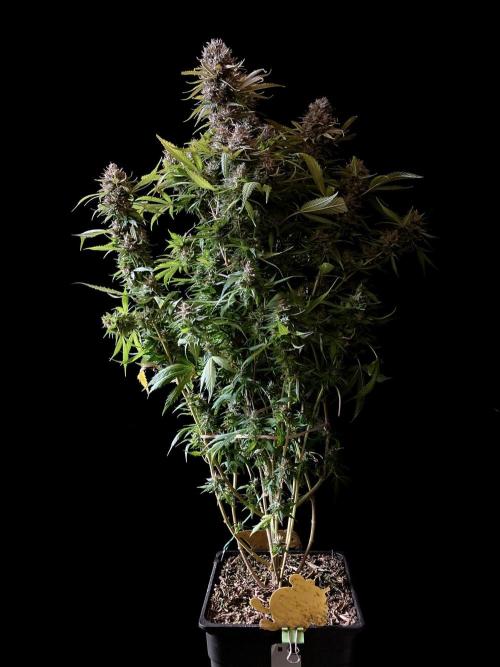3M 👩 Runtz & Brazil. Week 19