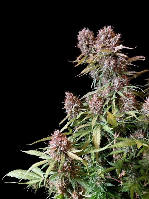 3M 👩 Runtz & Brazil. Week 19