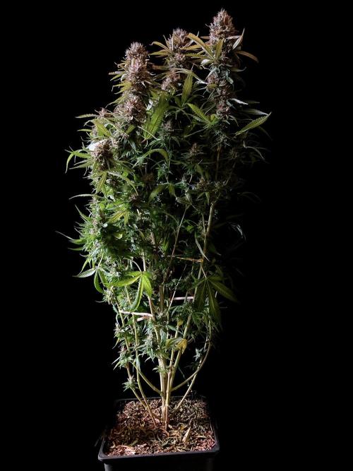 3M 👩 Runtz & Brazil. Week 19