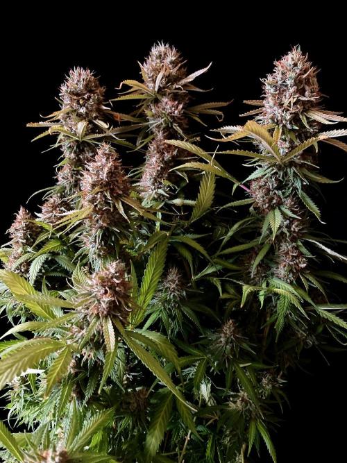 3M 👩 Runtz & Brazil. Week 19