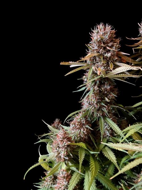 3M 👩 Runtz & Brazil. Week 19