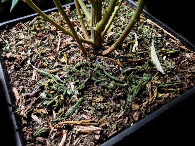 3M 👩 Runtz & Brazil. Week 19 - Sacred mulch