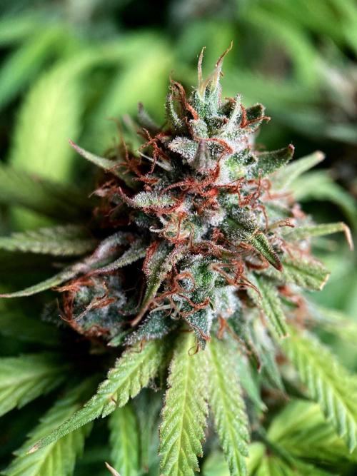 3M 👩 Runtz & Brazil. Week 19