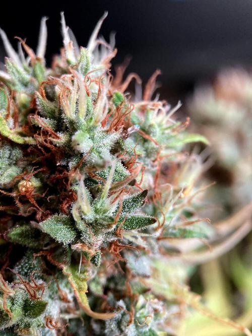 3M 👩 Runtz & Brazil. Week 19