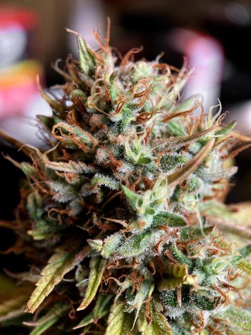 3M 👩 Runtz & Brazil. Week 19