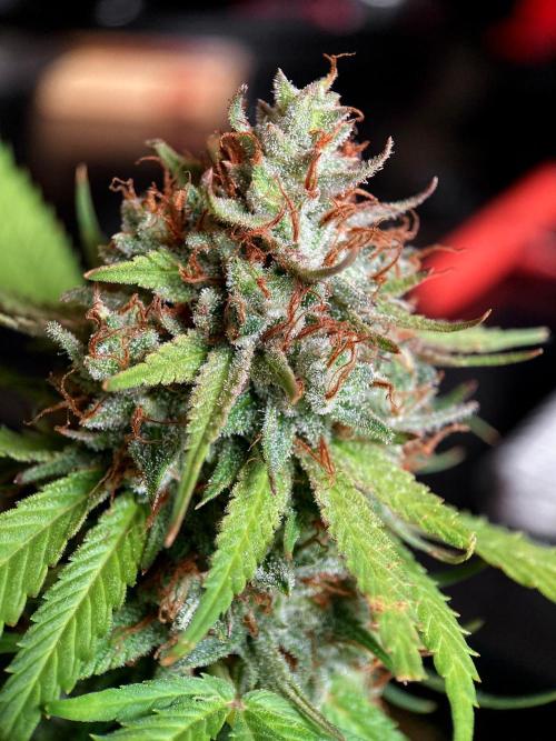 3M 👩 Runtz & Brazil. Week 19