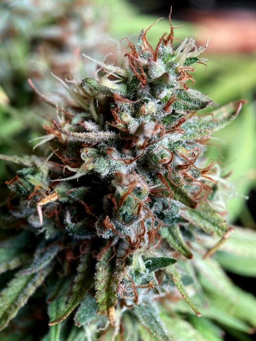 3M 👩 Runtz & Brazil. Week 19