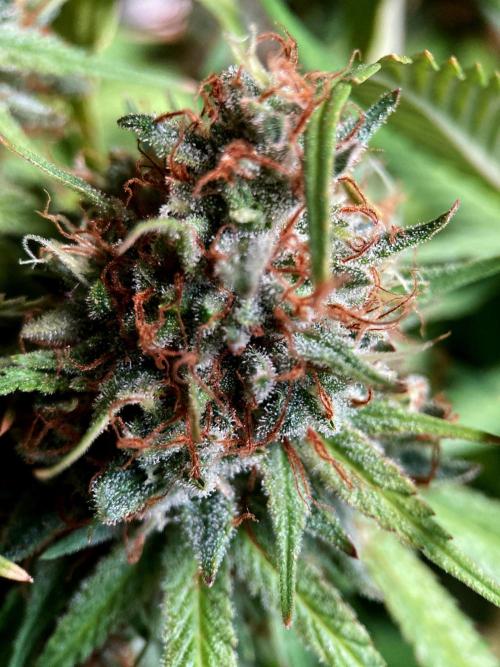 3M 👩 Runtz & Brazil. Week 19