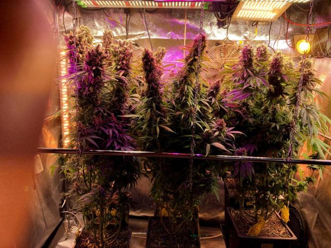 3M 👩 Runtz & Brazil. Week 19