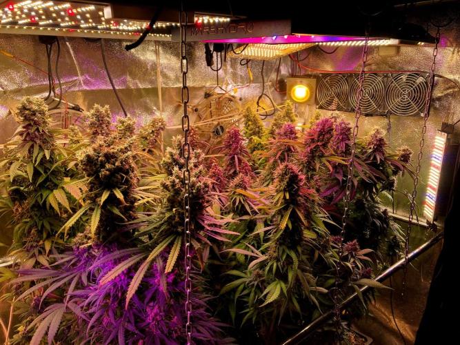 3M 👩 Runtz & Brazil. Week 19