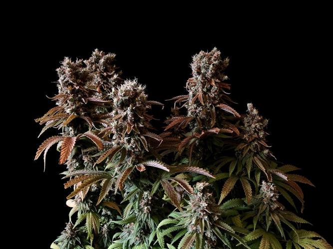 3M 🌮 Mexican Rush. Week 19