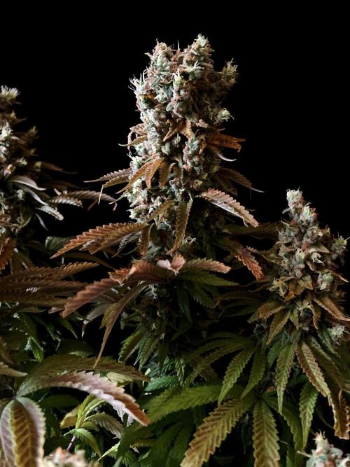 3M 🌮 Mexican Rush. Week 19