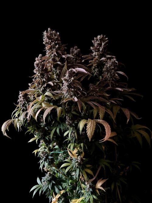 3M 🌮 Mexican Rush. Week 19