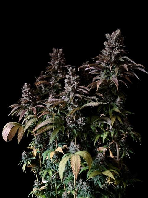 3M 🌮 Mexican Rush. Week 19