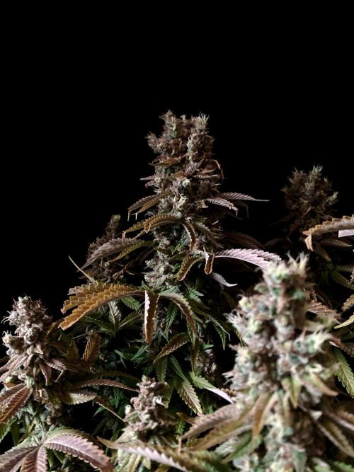 3M 🌮 Mexican Rush. Week 19