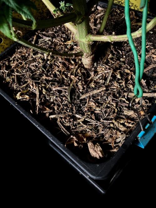 3M 🌮 Mexican Rush. Week 19 - Sacred mulch