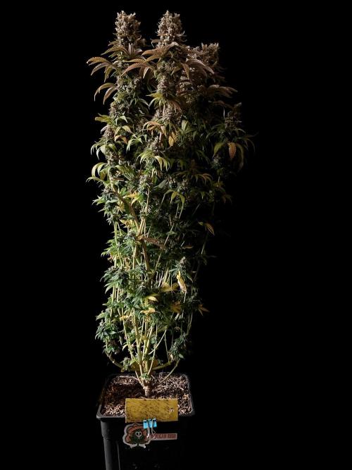 3M 🌮 Mexican Rush. Week 19