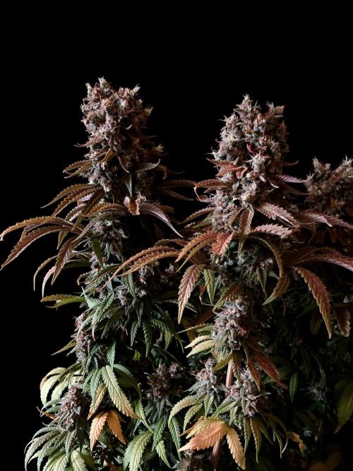3M 🌮 Mexican Rush. Week 19