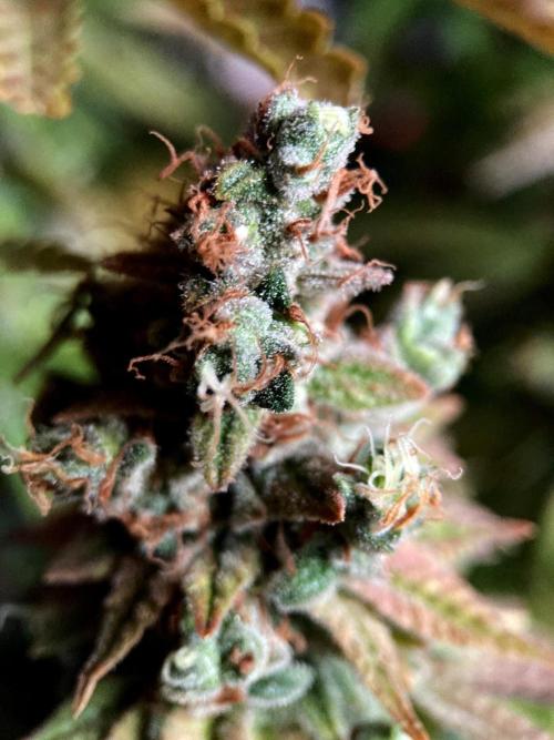 3M 🌮 Mexican Rush. Week 19